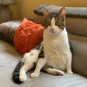 Meet your Posher, Elizabeth